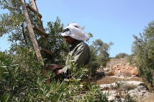olivskörd_foto_ISM_Nablus
