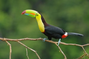 Keel_billed_toucan_costa_rica