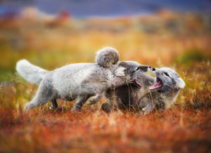 foto: Ole Jorgen Liodden